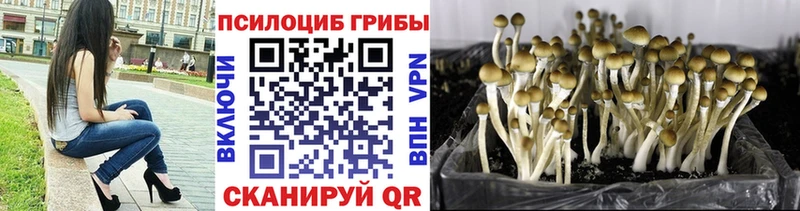 Псилоцибиновые грибы Psilocybine cubensis  хочу   Бирюсинск 